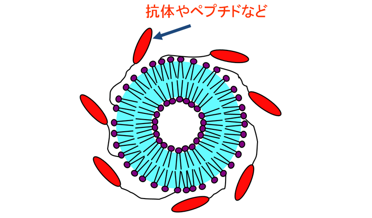 第三世代