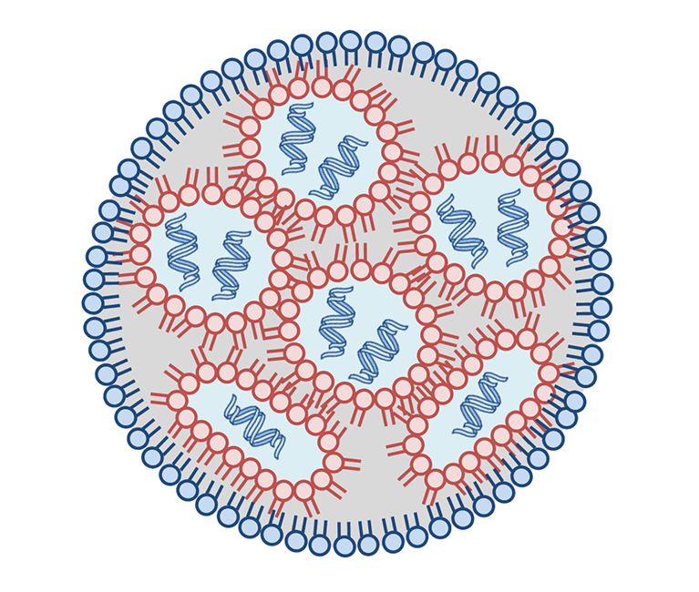 Lipid Nano Particle（LNP）の模式図
