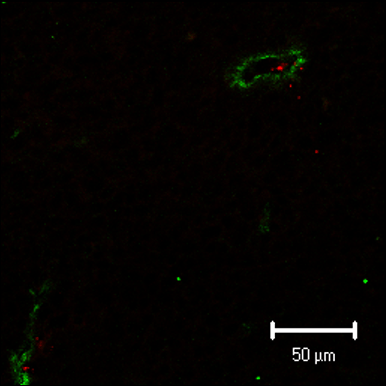 Non-modified liposome