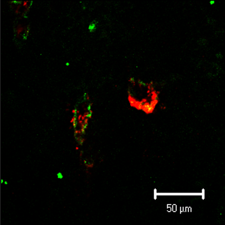 APRPG-PEG-modified liposome