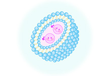 Phospholipids Special site