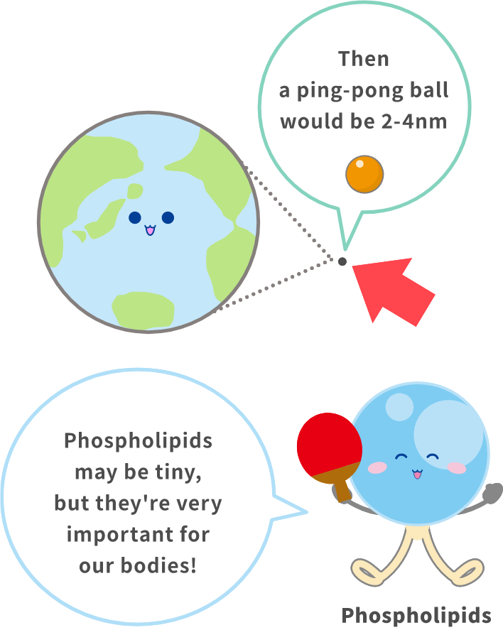 Then a ping-pong ball would be 2-4nm　Phospholipids may be tiny,but they're very important for our bodies!