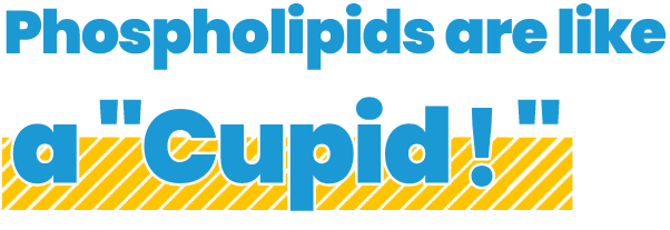 Phospholipids are like a Cupid for oil and water!