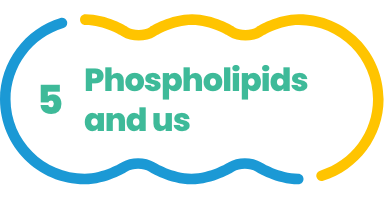 The link between Phpspholipids and us