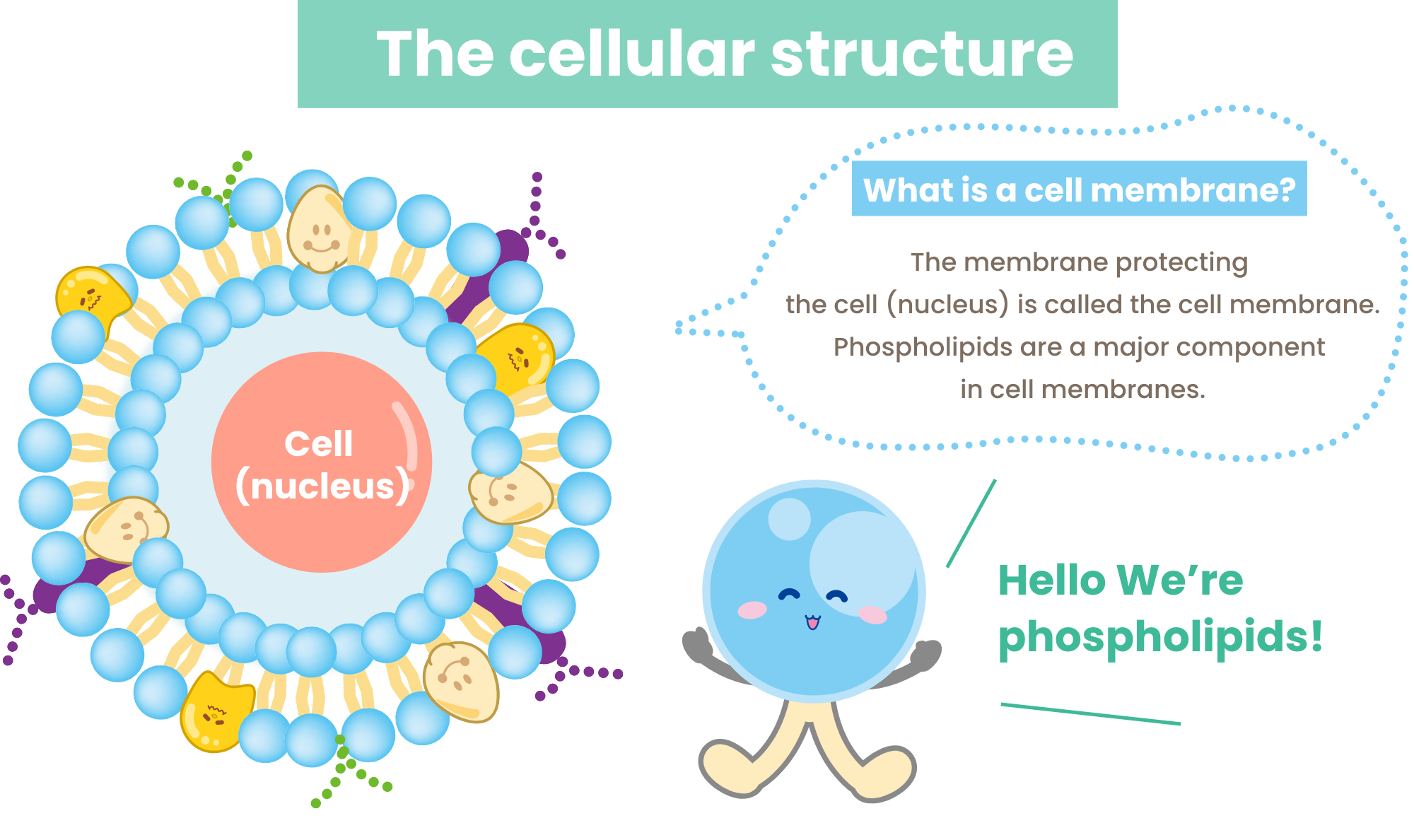 Cell structure -What is cell membrane?-