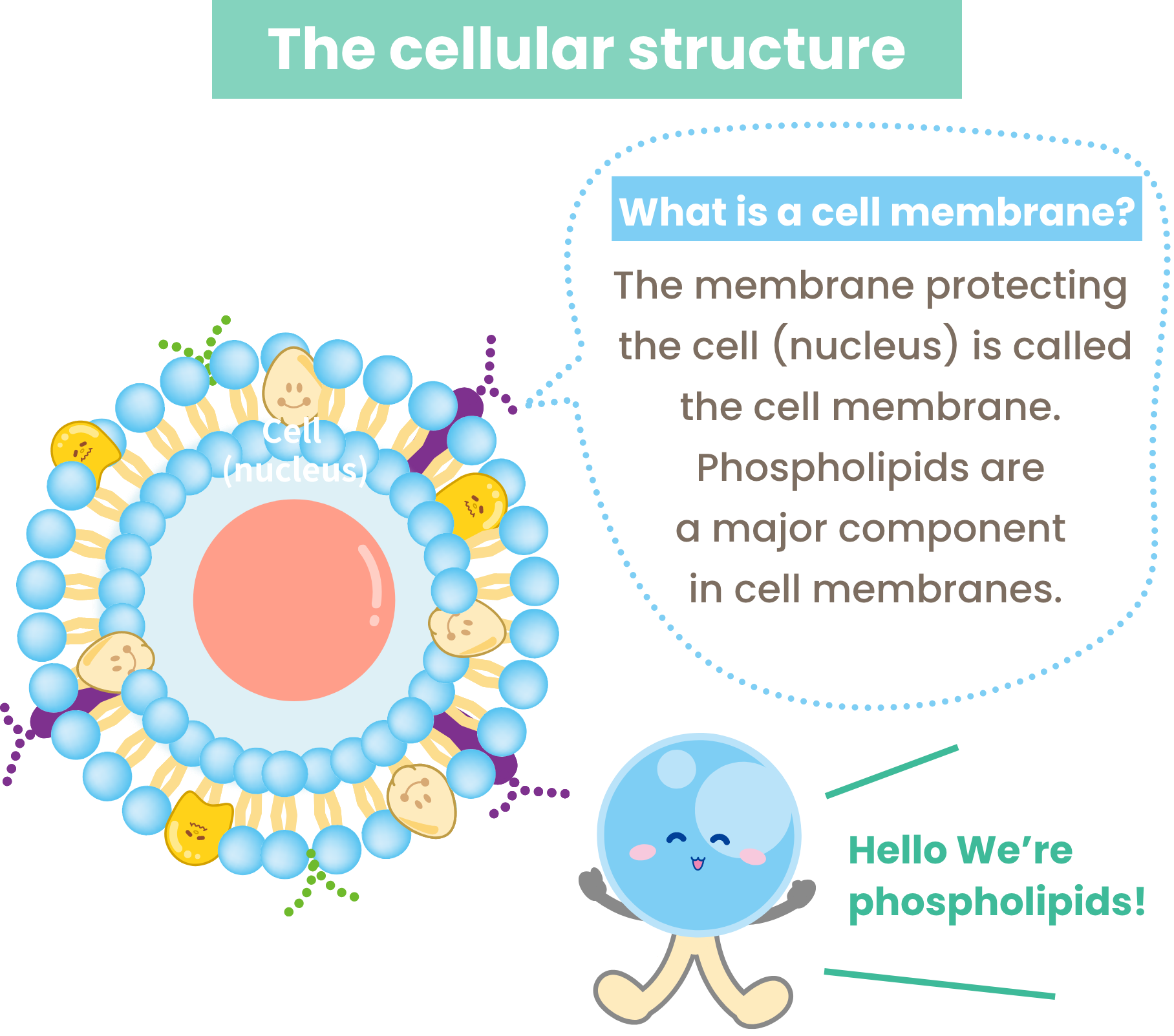 Cell structure -What is cell membrane?-