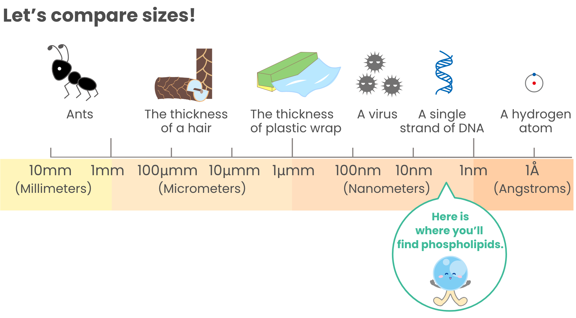 Let's compare sizes!