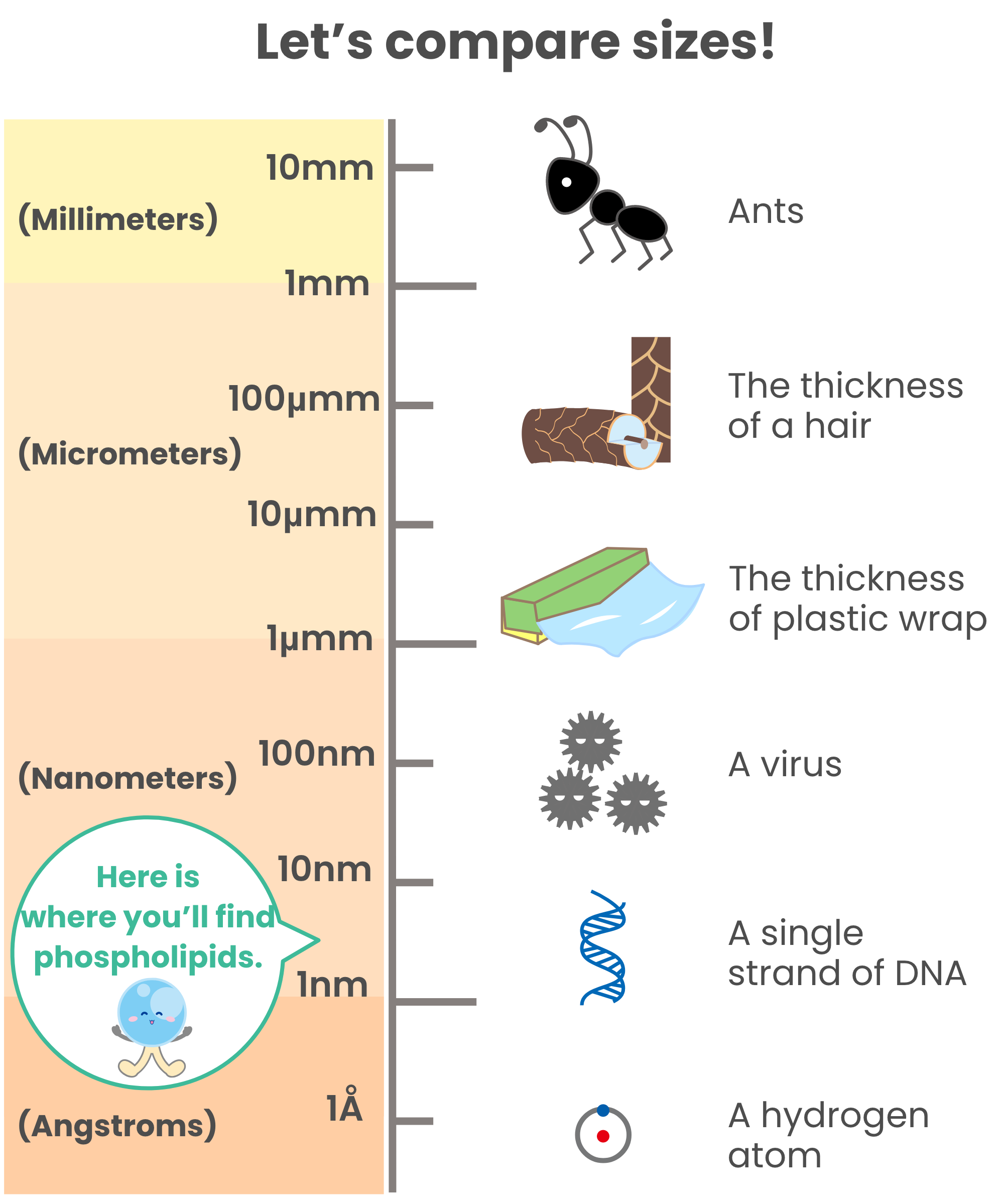 Let's compare sizes!