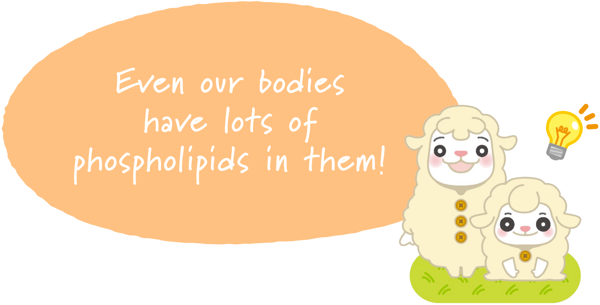 Even our bodies have lots of phospholipids in them!