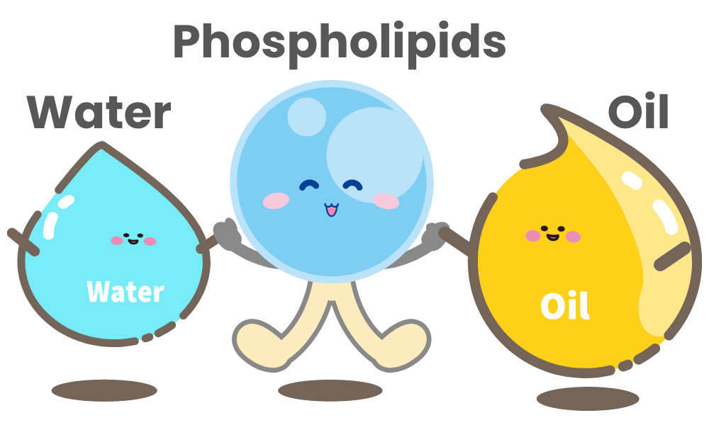 water, phospholipids and oils