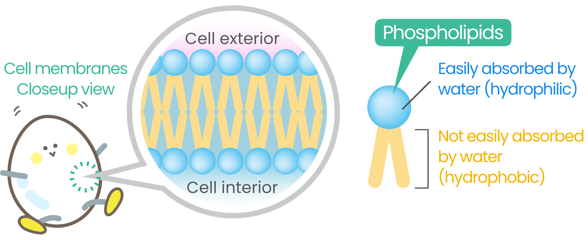 Cell membranes Closeup view