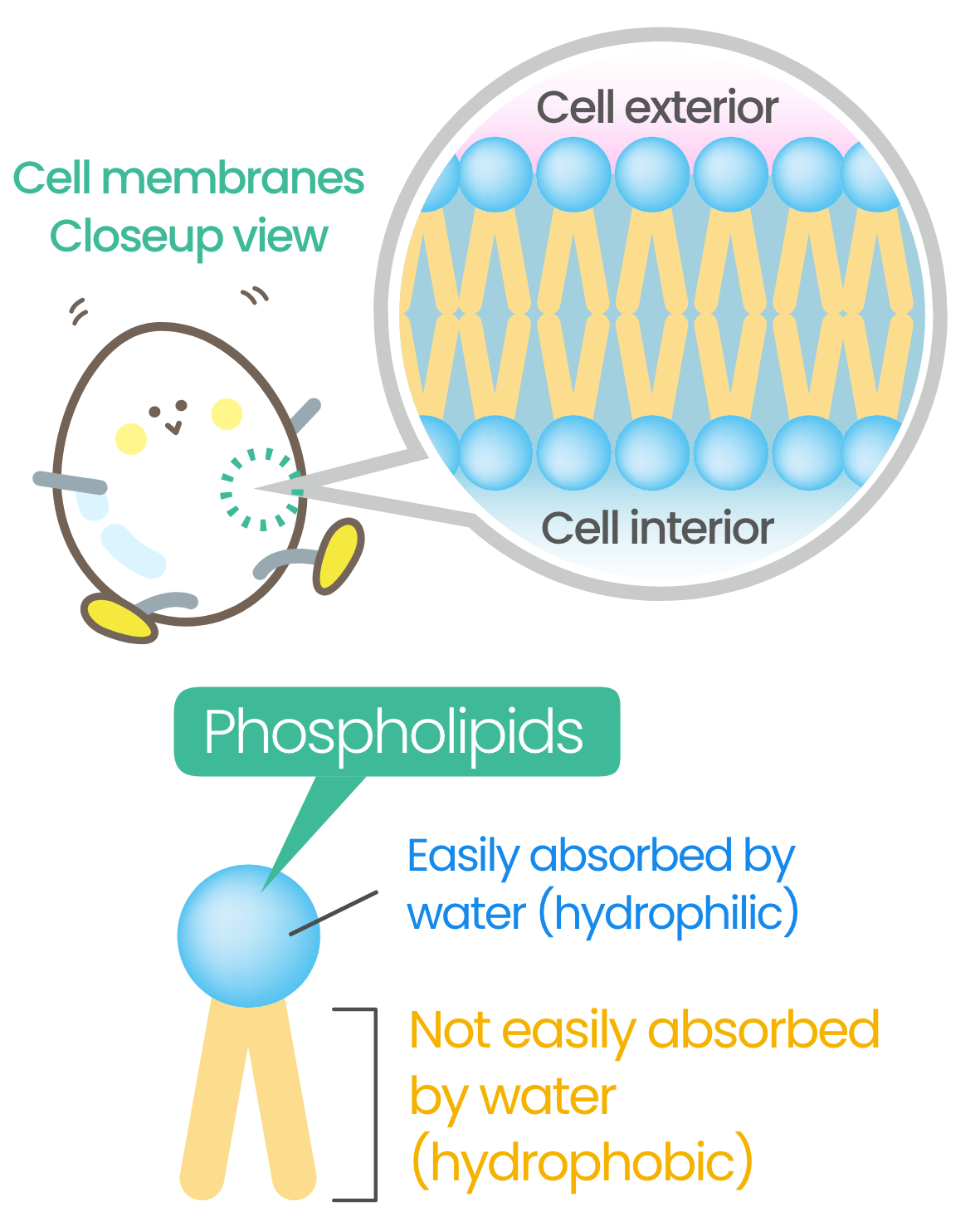 Cell membranes Closeup view