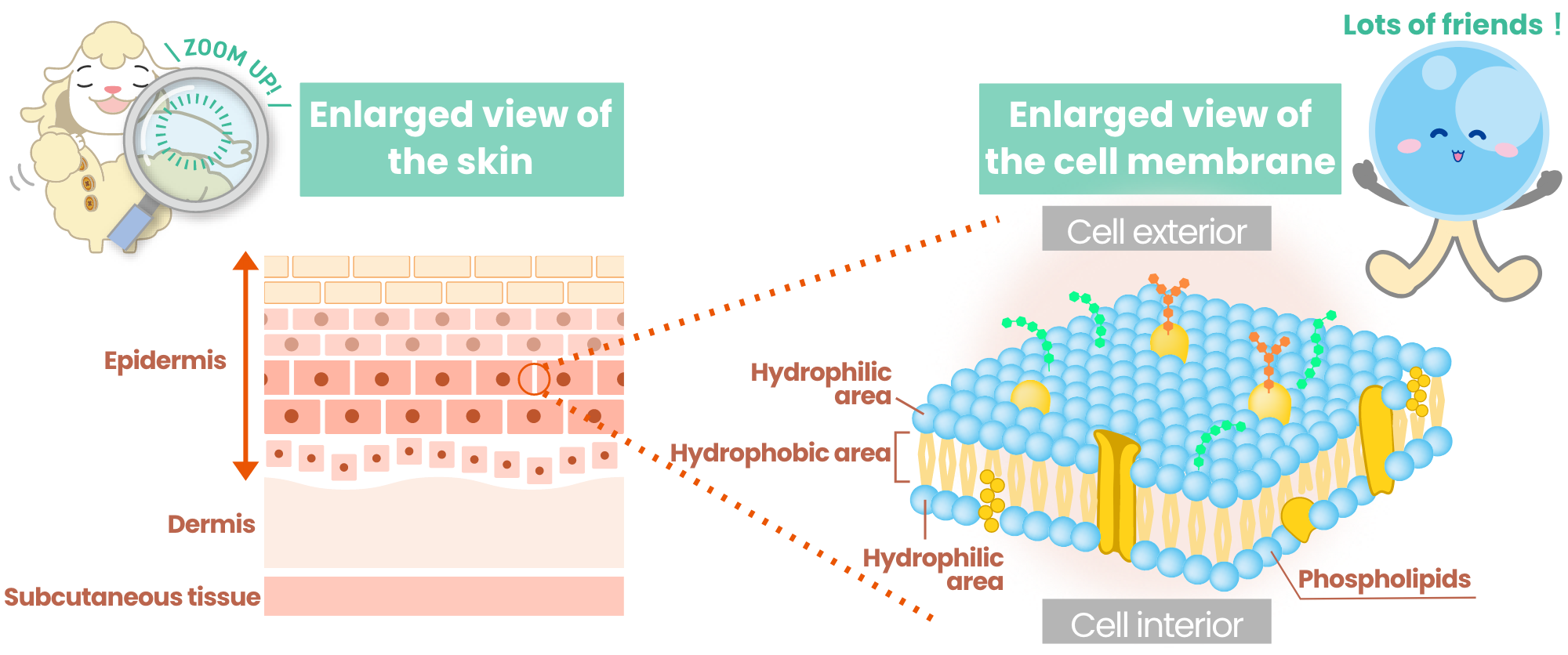 Enlarged view of the skin and Enlarged view of the cell membrane