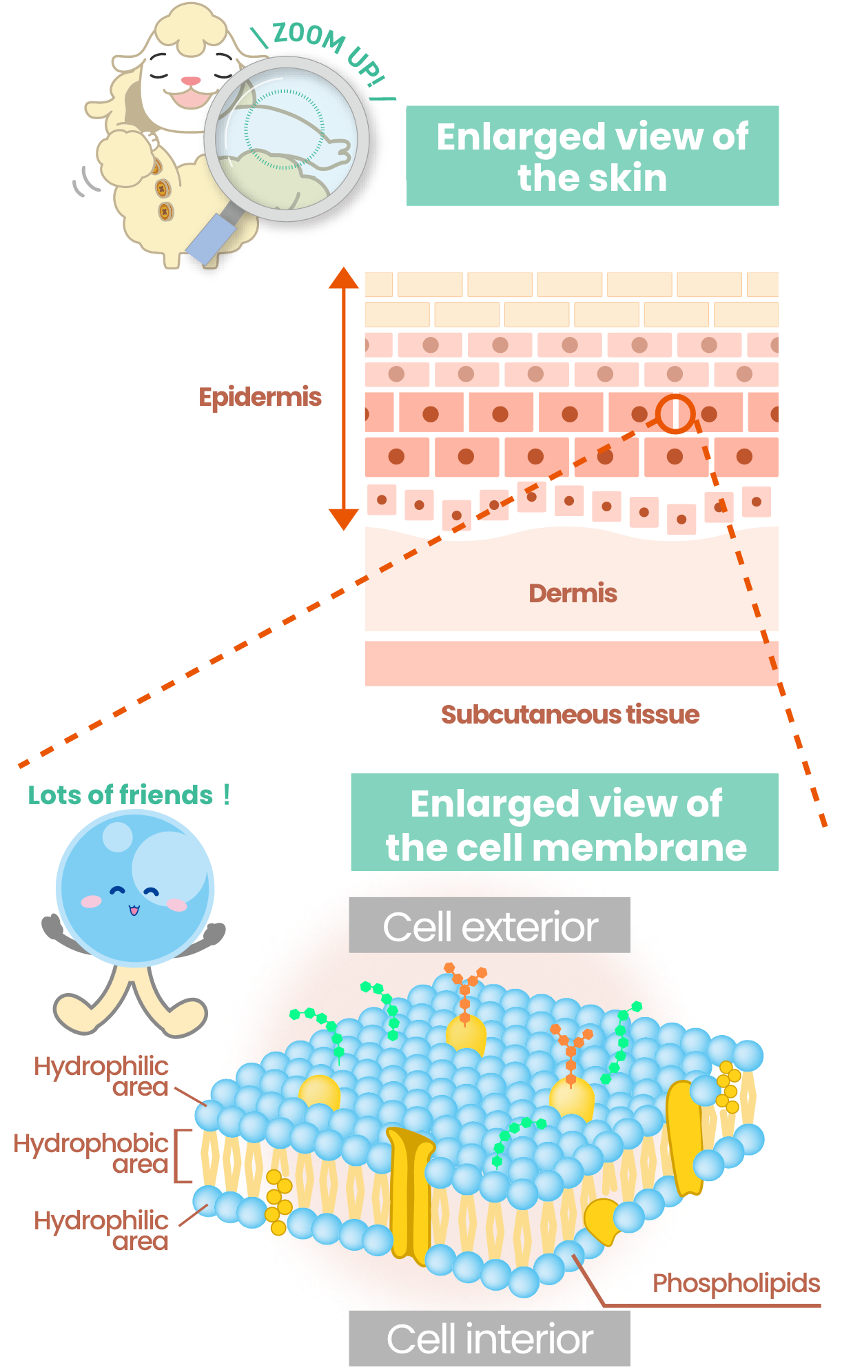 Enlarged view of the skin and Enlarged view of the cell membrane