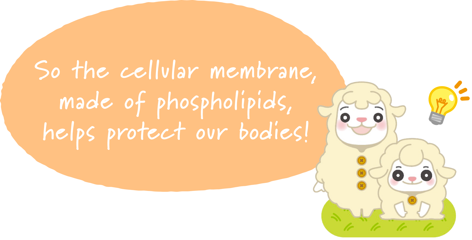 So the cellular membrane, made of phospholipids, helps protect our bodies!
