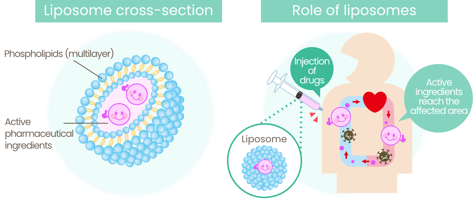 Cross-sectional view and The role of liposomes