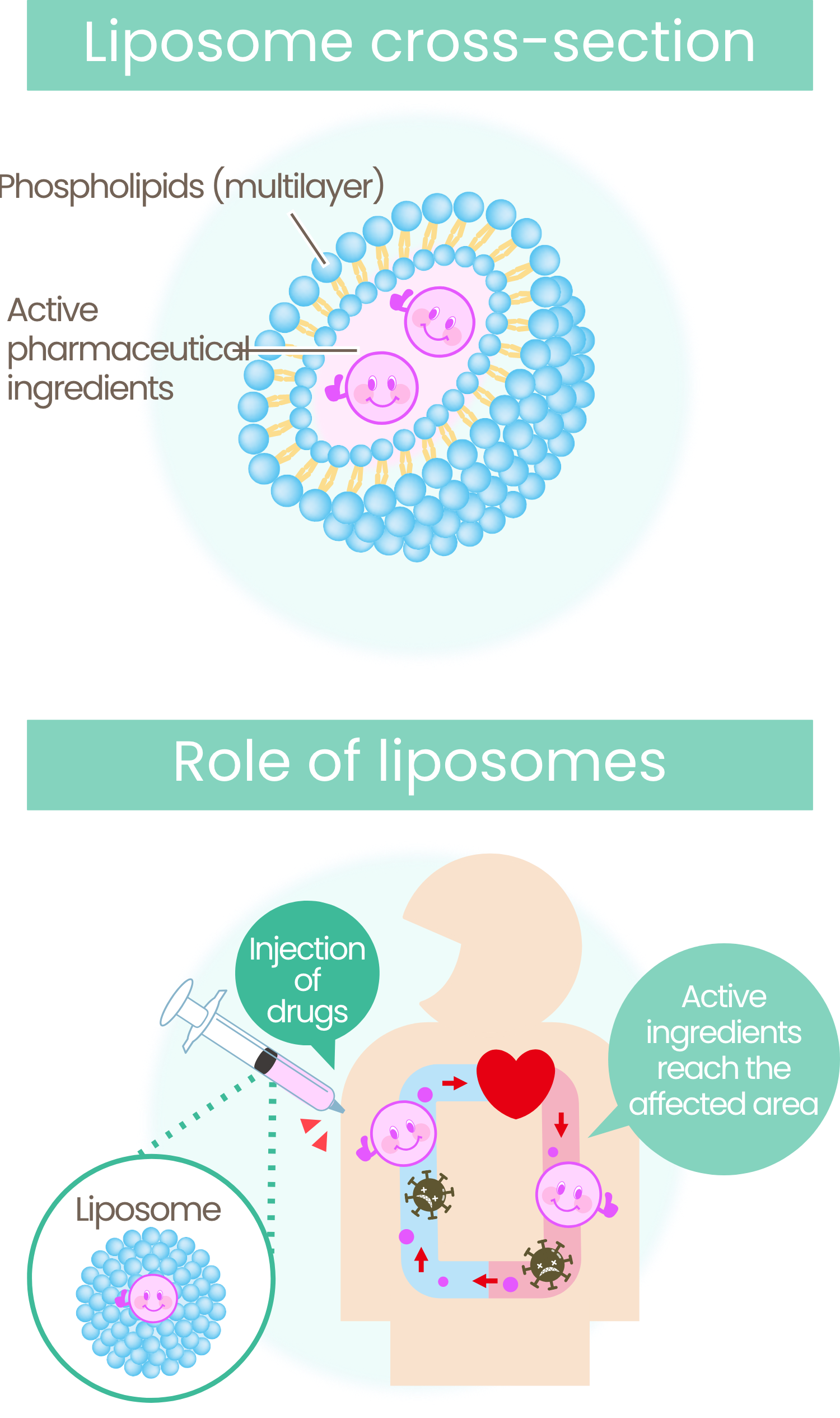 Cross-sectional view and The role of liposomes