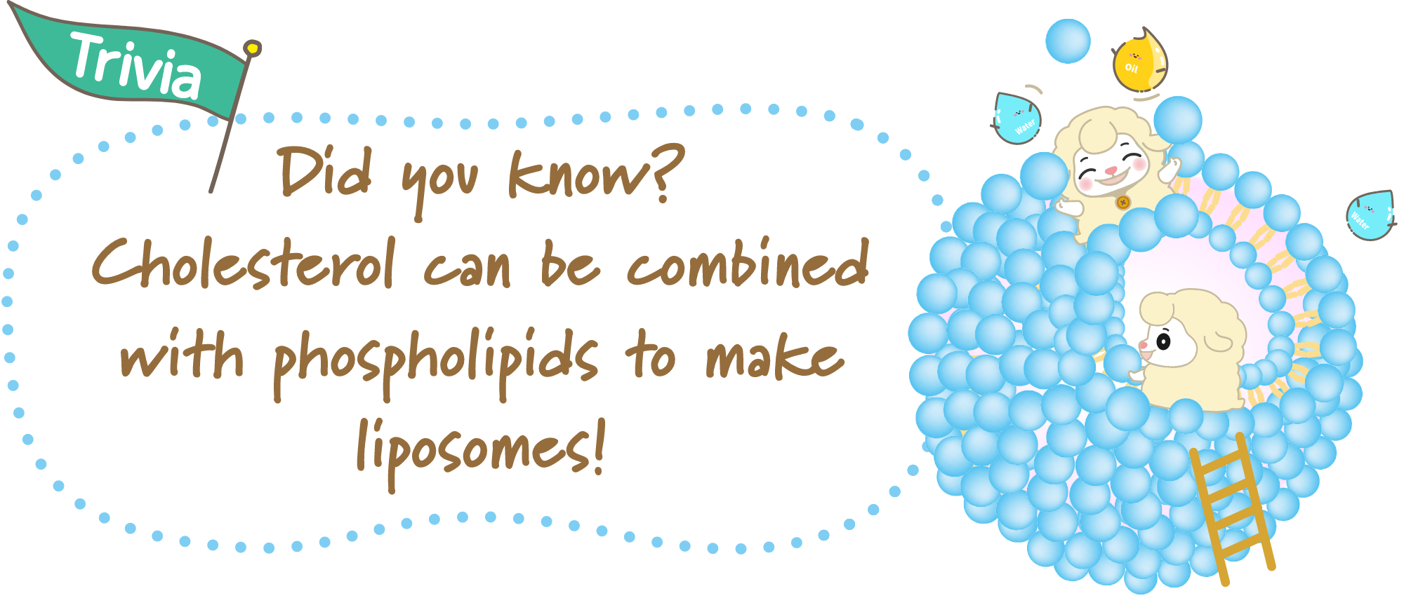 コレステロールはリン脂質と一緒になってリポゾームを作ることもできるんだ！