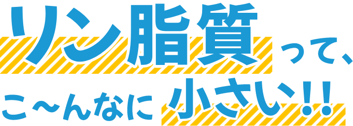 リン脂質ってこんなに小さい！！