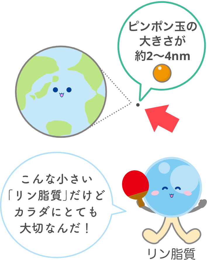 ピンポン玉の大きさが約2〜4nm　こんな小さい「リン脂質」だけどカラダにとても大切なんだ！