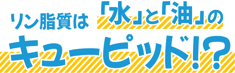 リン脂質は「水」と「油」のキューピッド！？