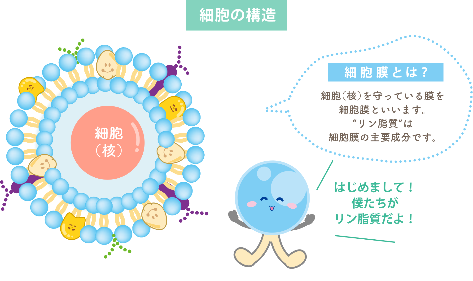 細胞の構造 細胞膜とは？