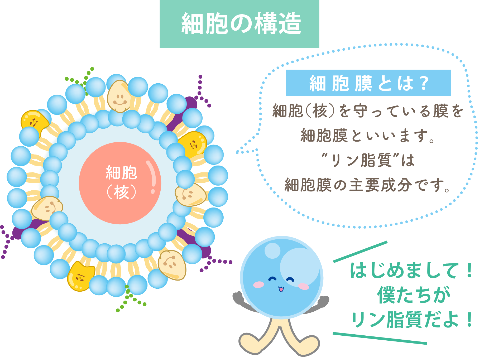 細胞の構造 細胞膜とは？