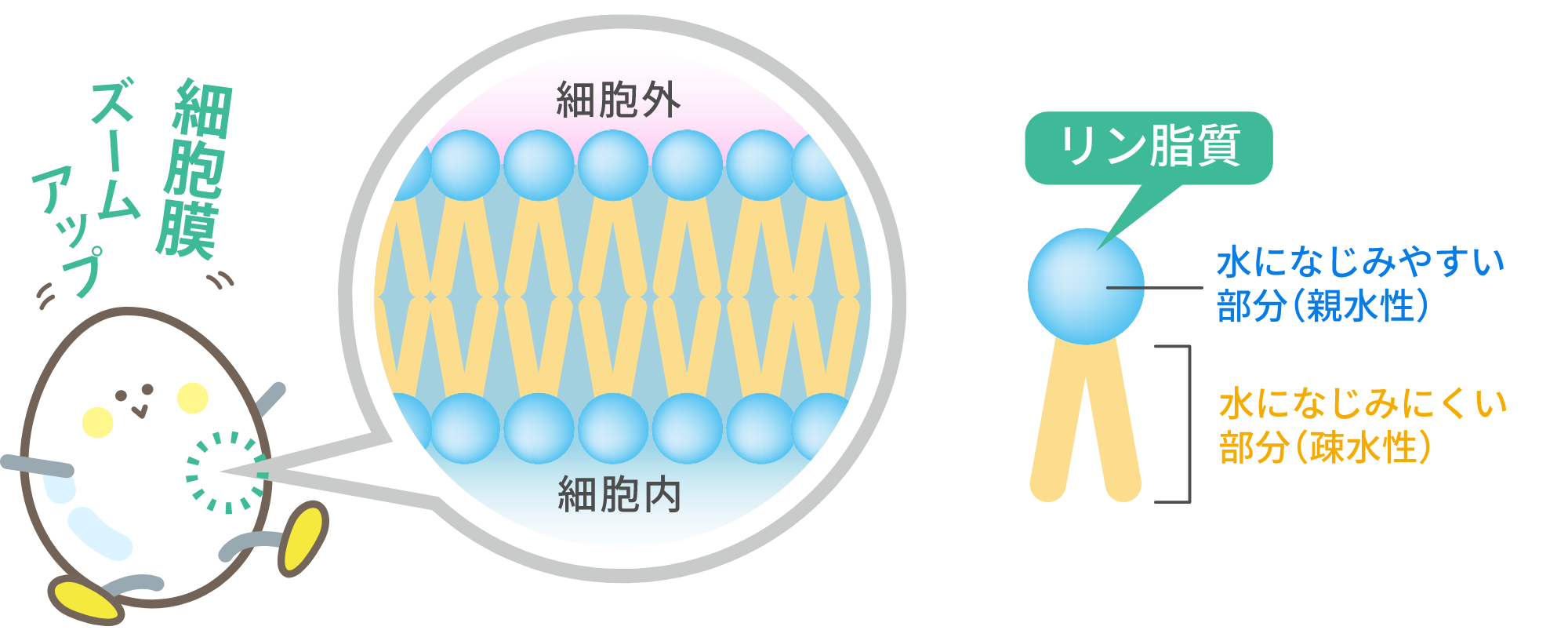 細胞膜ズームアップ