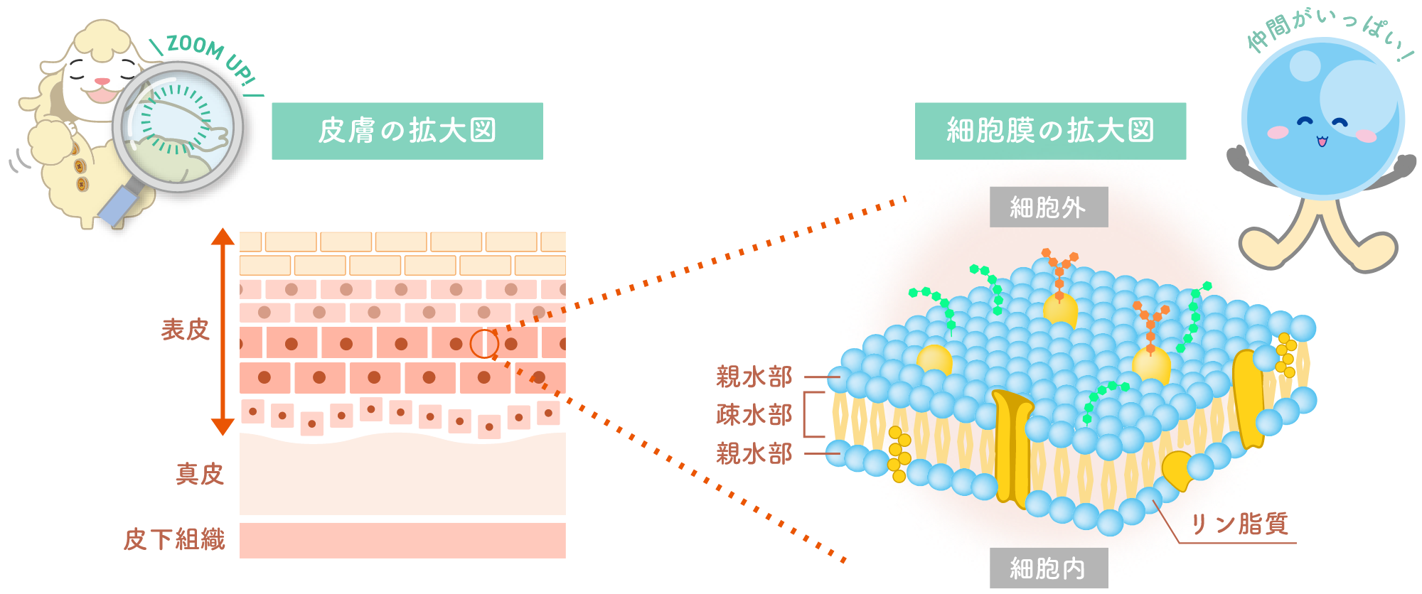 皮膚の拡大図と細胞膜の拡大図