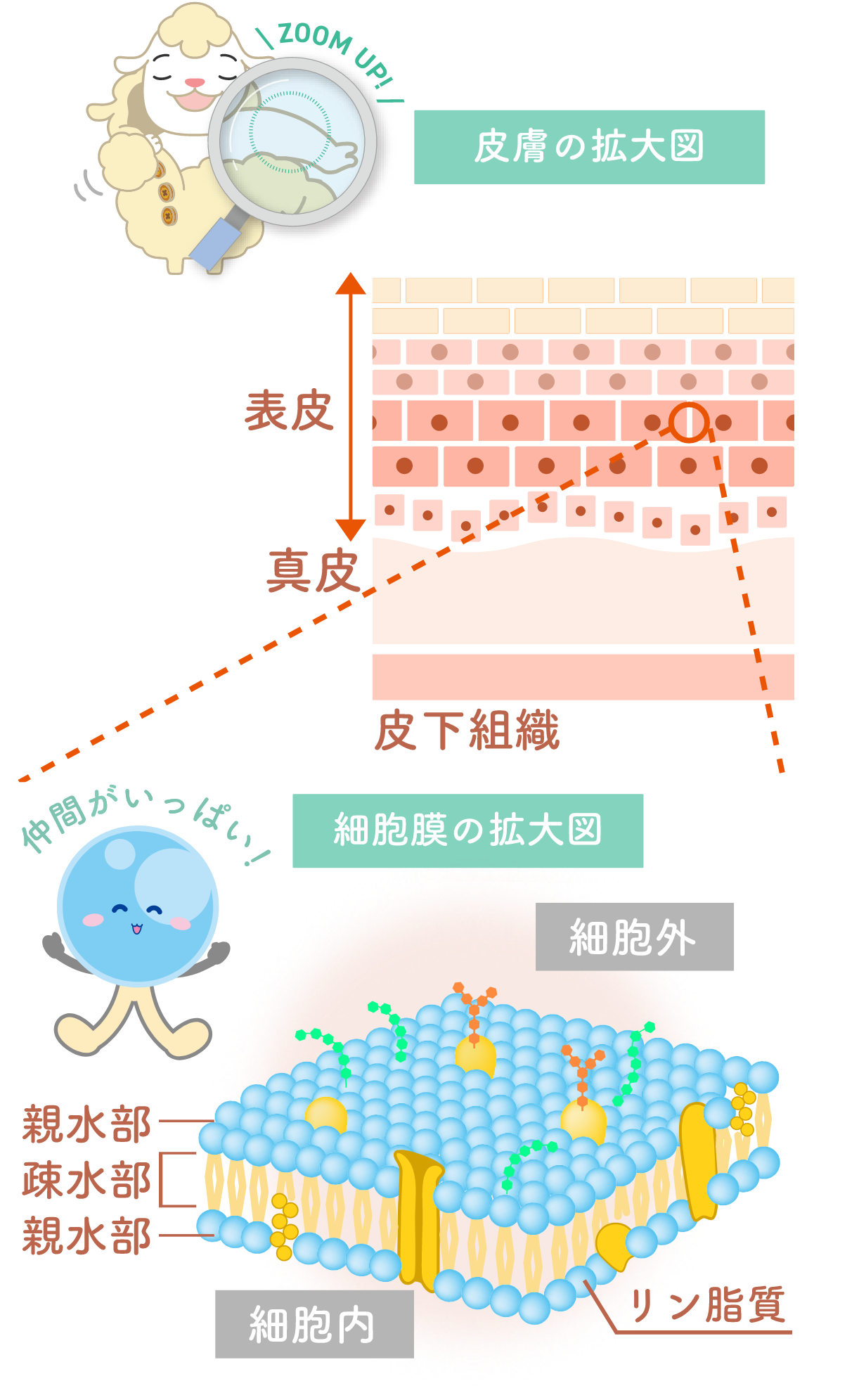 皮膚の拡大図と細胞膜の拡大図