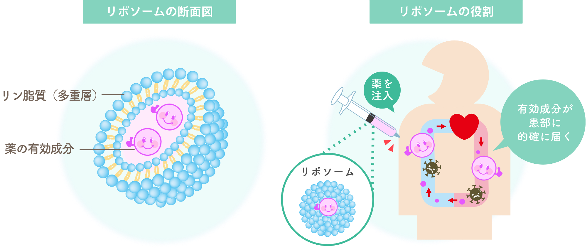 リポゾームの断面図と役割