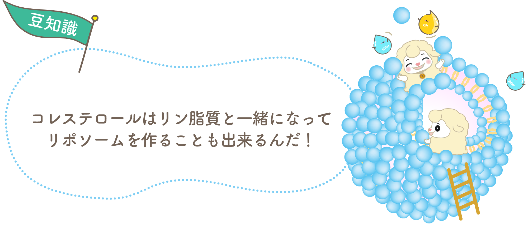 コレステロールはリン脂質と一緒になってリポゾームを作ることもできるんだ！